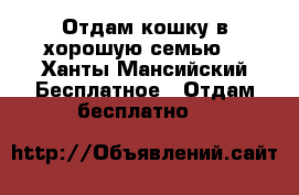Отдам кошку в хорошую семью. - Ханты-Мансийский Бесплатное » Отдам бесплатно   